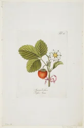 Ananaserobeer de 